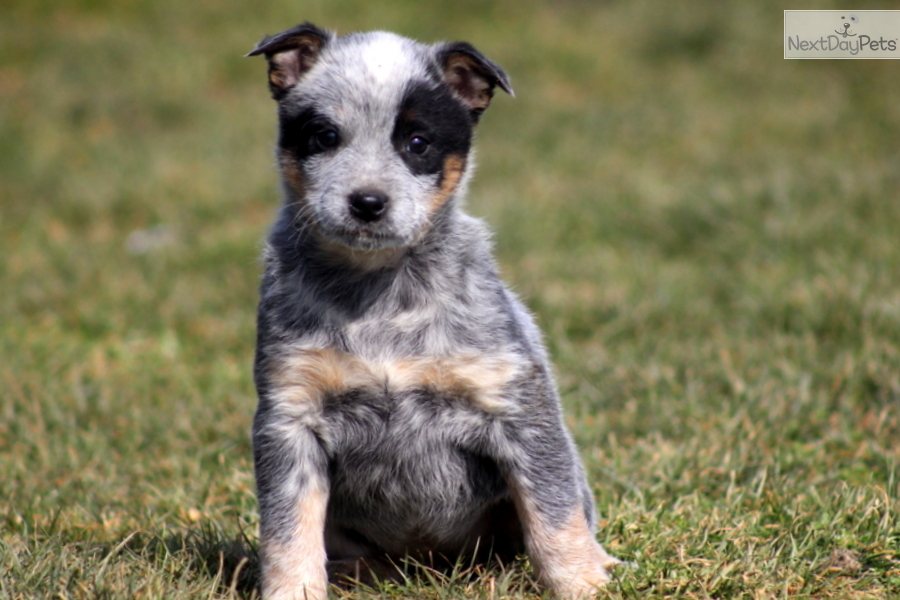 Australian Cattle Dog Puppy Images