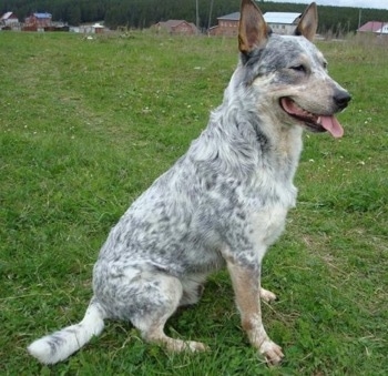 Australian Cattle Dog Puppy Images