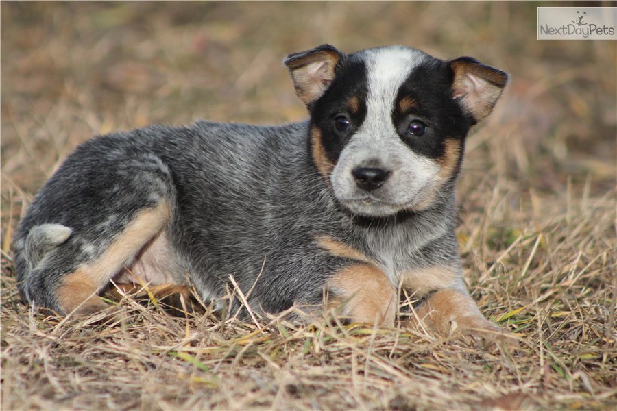 Australian Cattle Dog Puppy Images