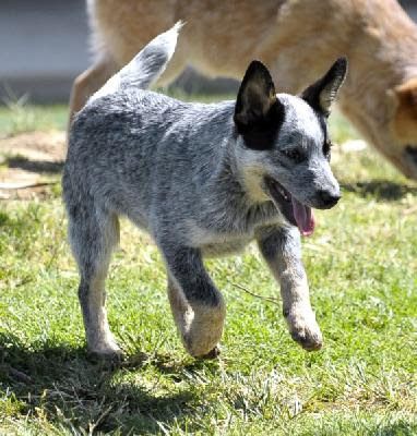 Australian Cattle Dog Puppy Images