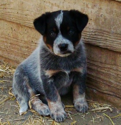 Australian Cattle Dog Puppy Images