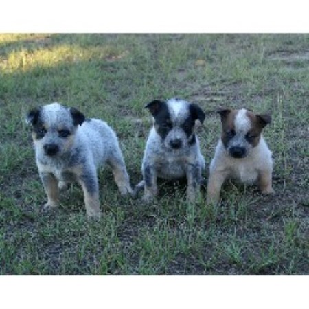 Australian Cattle Dog Puppy Rescue