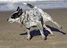 Australian Cattle Dog Puppy Rescue