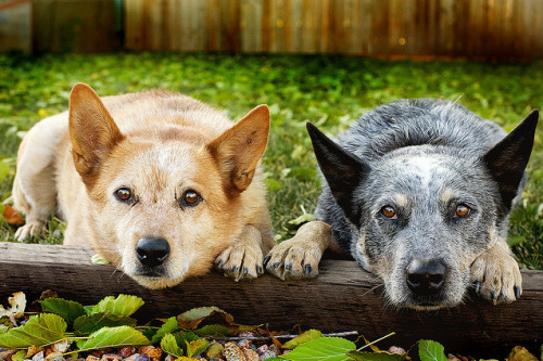 Australian Cattle Dog Red Heeler Mix