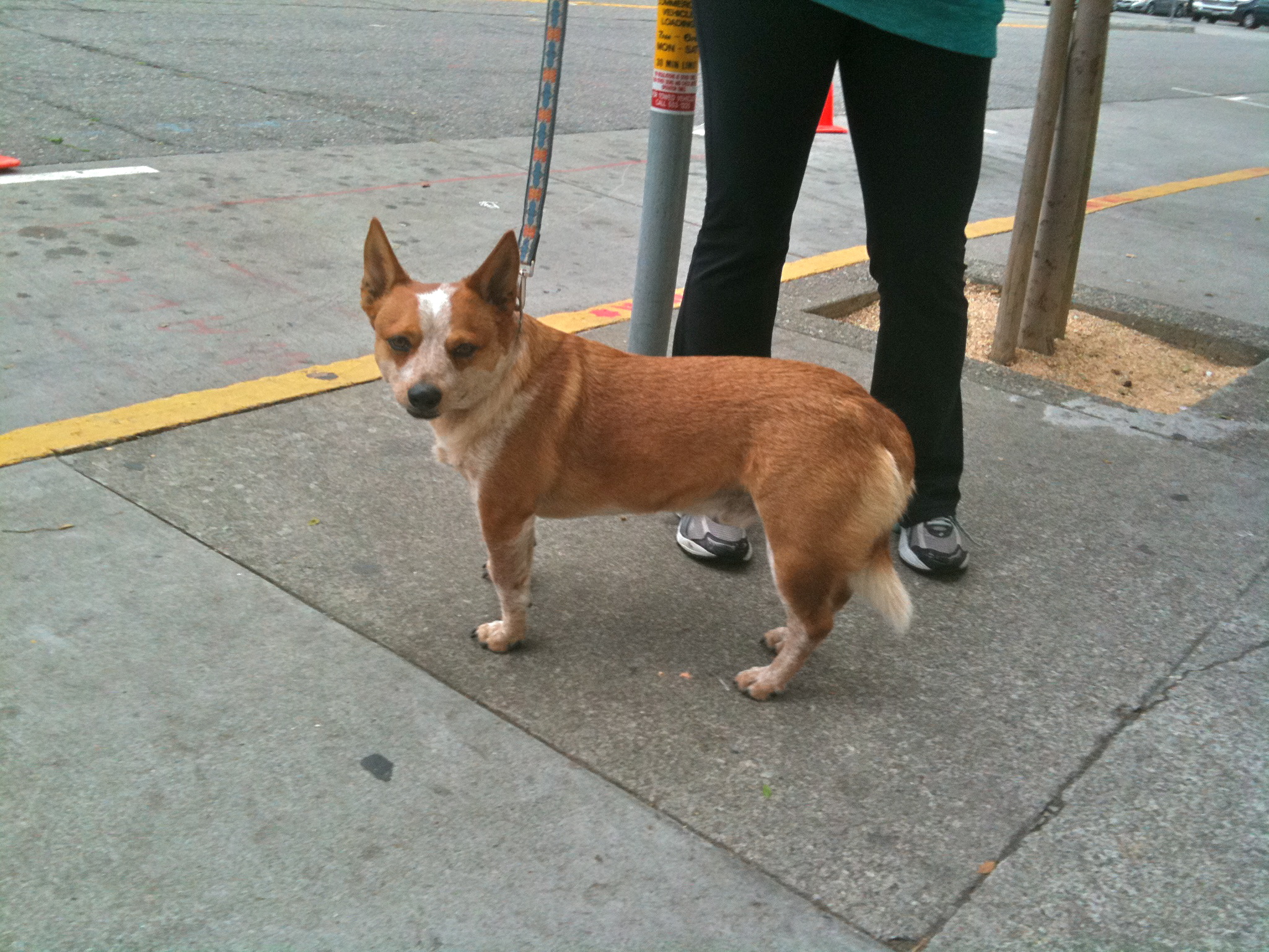 Australian Cattle Dog Red Heeler Mix