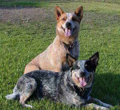 Australian Cattle Dog Red Heeler Mix