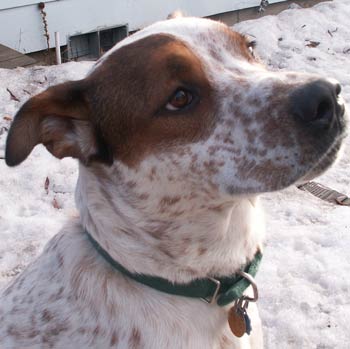 Australian Cattle Dog Red Heeler Mix