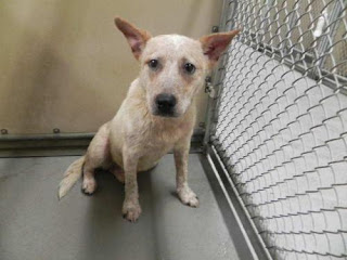 Australian Cattle Dog Red Heeler Mix