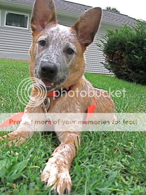 Australian Cattle Dog Red Heeler Mix