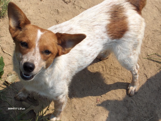 Australian Cattle Dog Red Heeler Mix