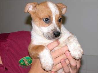 Australian Cattle Dog Red Heeler Puppies