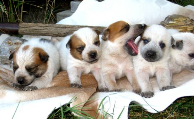 Australian Cattle Dog Red Heeler Puppies