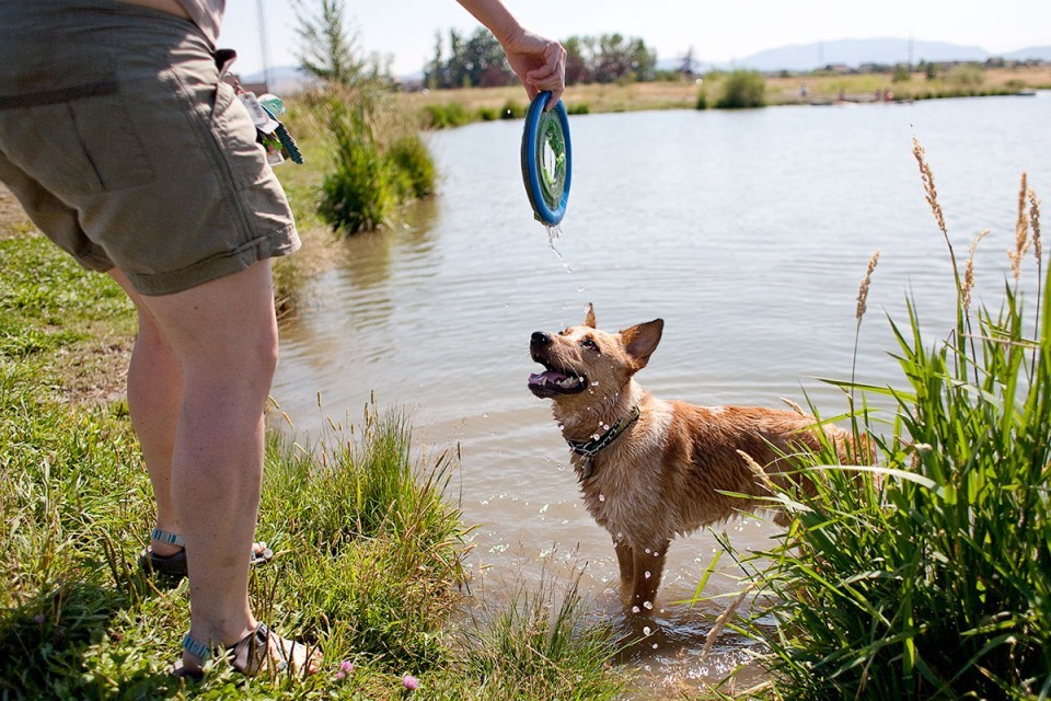 Australian Cattle Dog Red Heeler Puppies