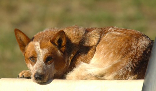 Australian Cattle Dog Red Heeler Puppies