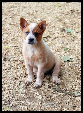 Australian Cattle Dog Red Heeler Puppies