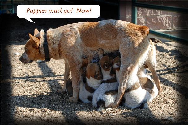 Australian Cattle Dog Red Heeler Puppies