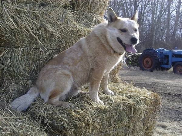 Australian Cattle Dog Red Heeler Puppies