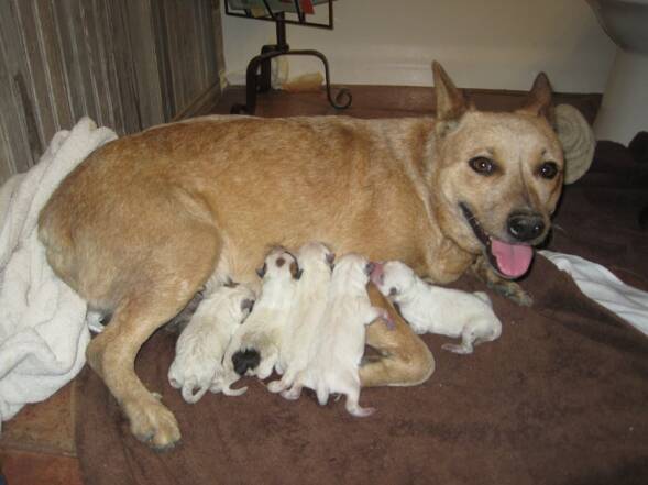 Australian Cattle Dog Red Heeler Puppies