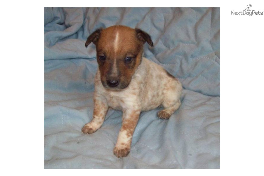 Australian Cattle Dog Red Heeler Puppies For Sale