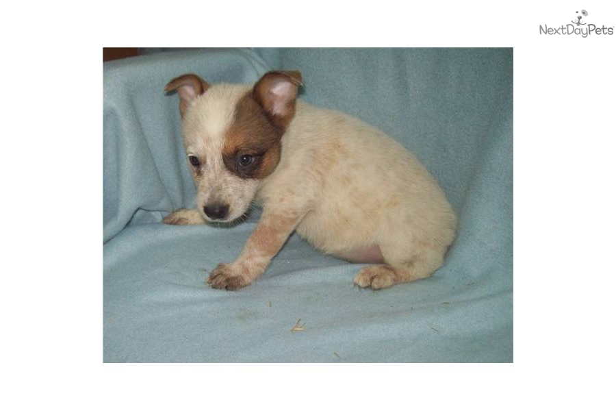 Australian Cattle Dog Red Heeler Puppies For Sale