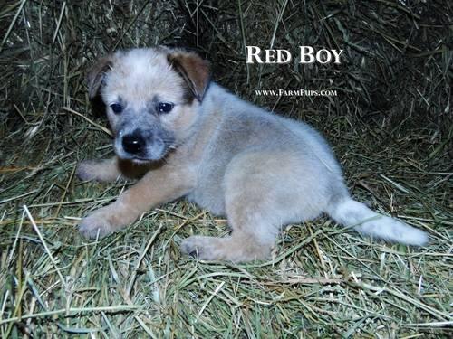 Australian Cattle Dog Red Heeler Puppies For Sale