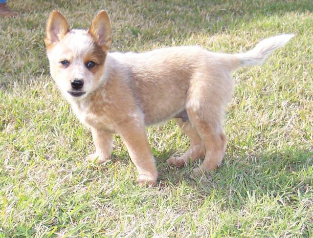 Australian Cattle Dog Red Heeler Puppies For Sale