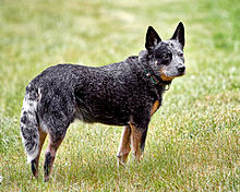 Australian Cattle Dog Red Speckled