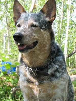 Australian Cattle Dog Red Speckled