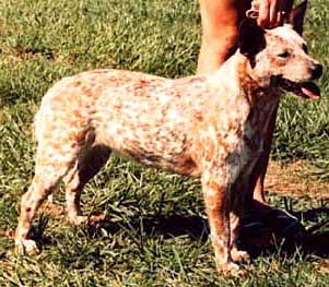 Australian Cattle Dog Red Speckled