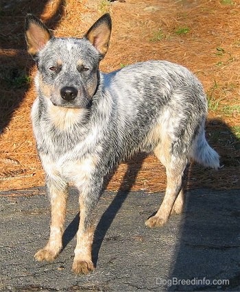 Australian Cattle Dog Red Speckled