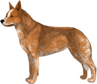 Australian Cattle Dog Red Speckled