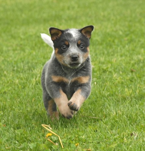 Australian Cattle Dog Reddit