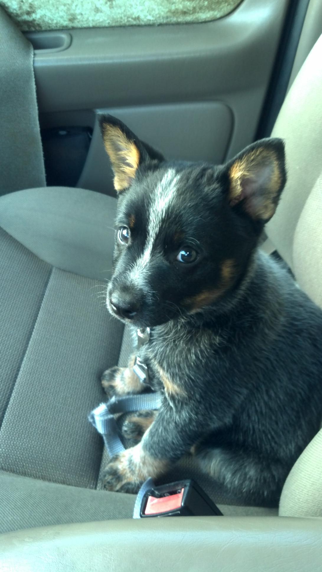 Australian Cattle Dog Reddit