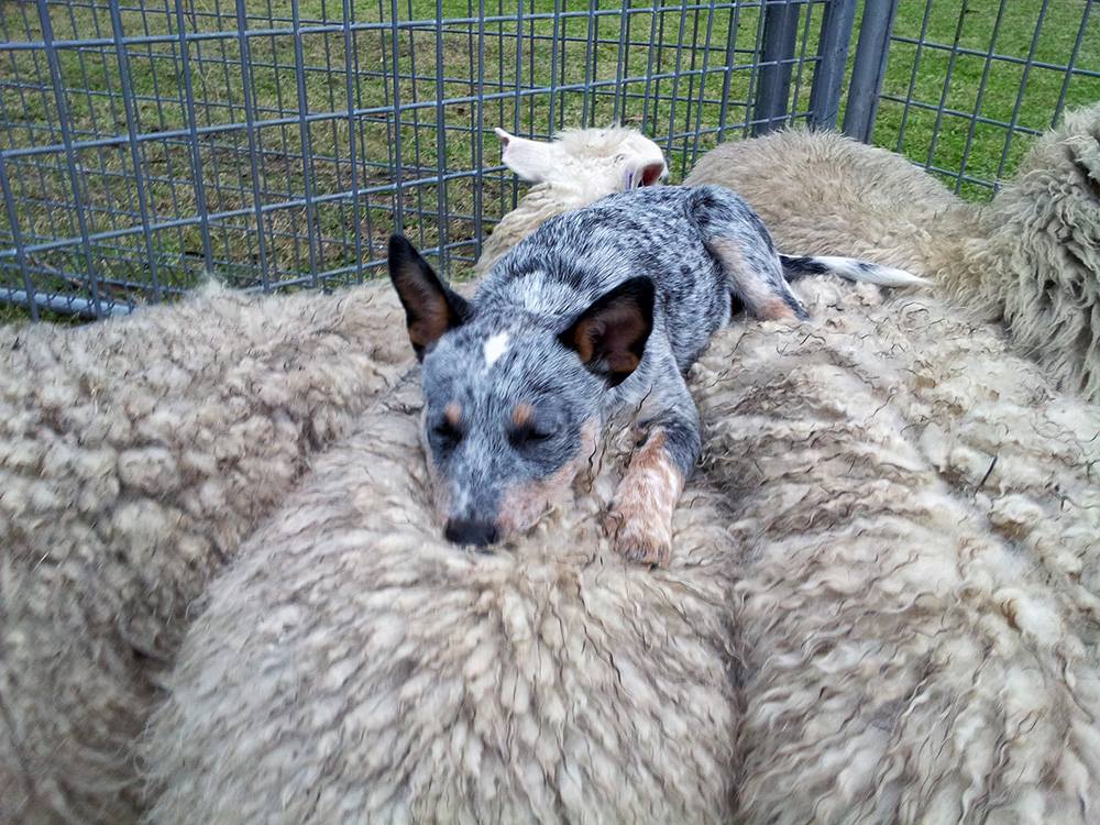 Australian Cattle Dog Reddit