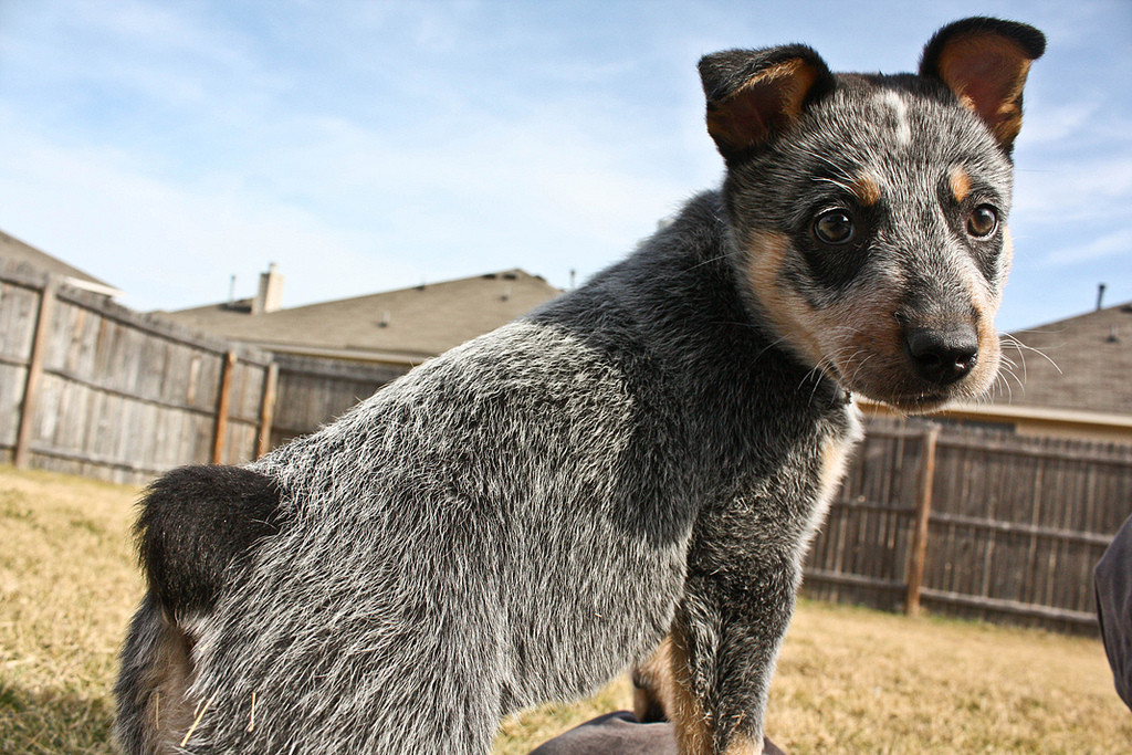 Australian Cattle Dog Reddit