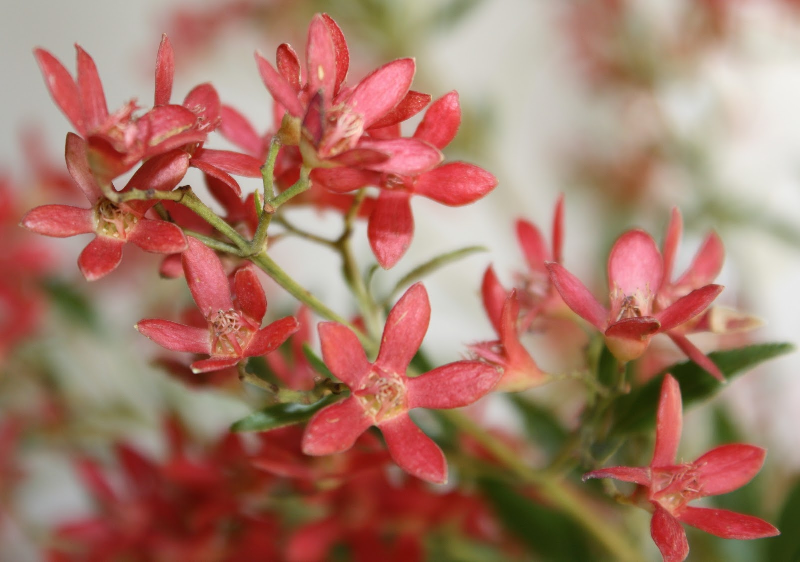 Australian Christmas Bush Plant