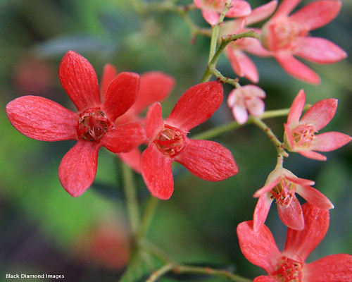 Australian Christmas Bush Plant