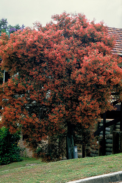 Australian Christmas Bush Plant