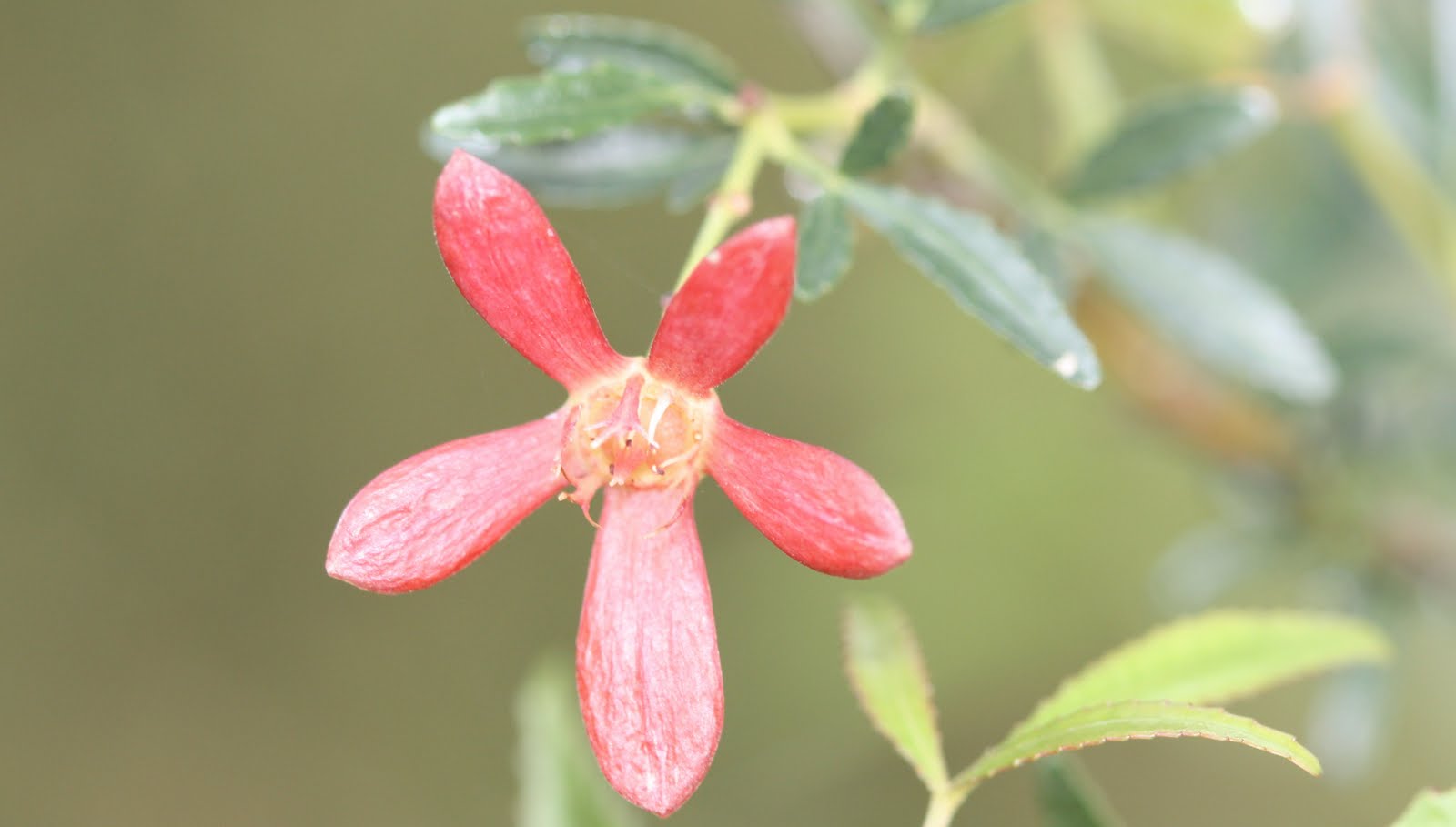 Australian Christmas Bush Plant