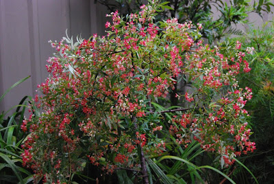 Australian Christmas Bush Plant