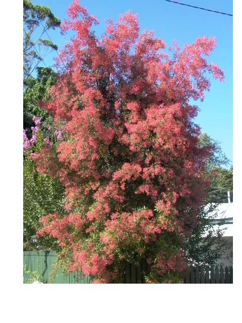 Australian Christmas Bush Plant