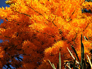 Australian Christmas Tree Native