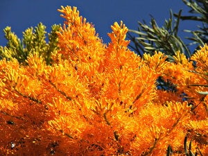 Australian Christmas Tree Native