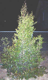 Australian Christmas Tree Native