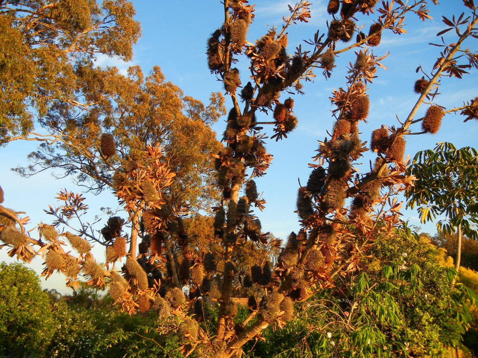 Australian Christmas Tree Native