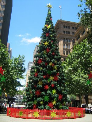 Australian Christmas Tree Native