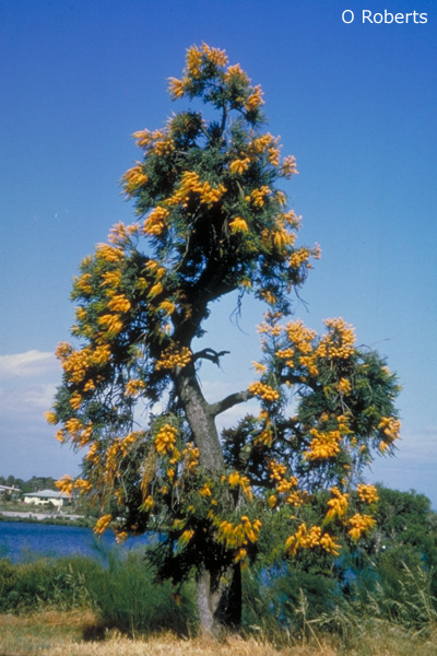 Australian Christmas Tree Native