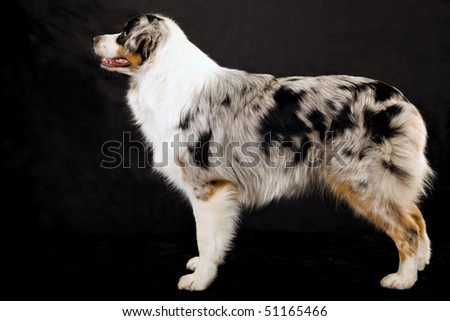 Australian Shepherd Blue Merle Blue Eyes