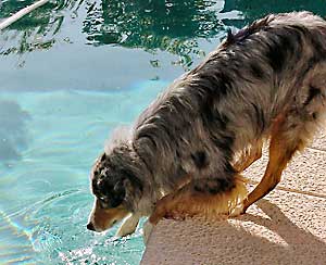 Australian Shepherd Blue Merle Blue Eyes