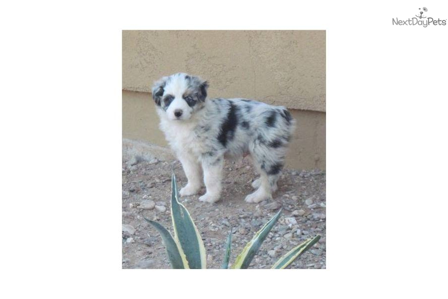 Australian Shepherd Blue Merle Blue Eyes